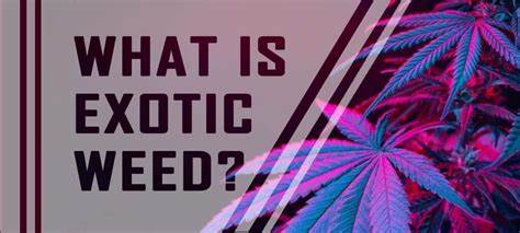 What's the difference between exotic and regular weed